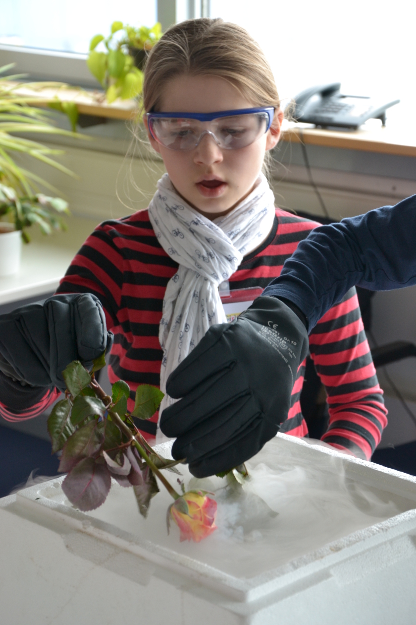 Eine Rose im Stickstoff, die anschlie&szlig;end in tausend St&uuml;cke zerf&auml;llt. Neben dem selbstgemachten Eis ein sehr beliebtes Experiment mit dem kalten Element.