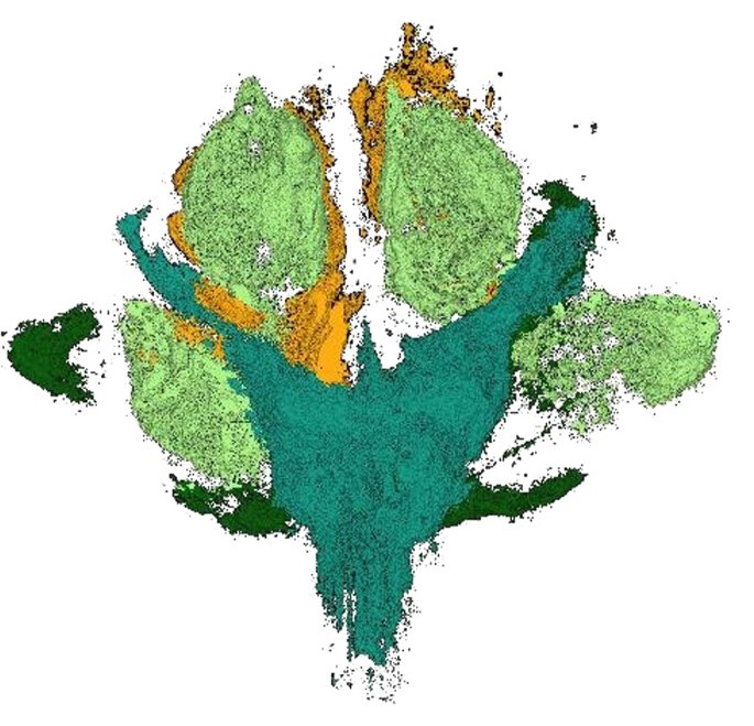 A color code of the CT scan shows details of the plant: main axis (turquoise), leaves (dark green), pistils (light green), petals (orange).