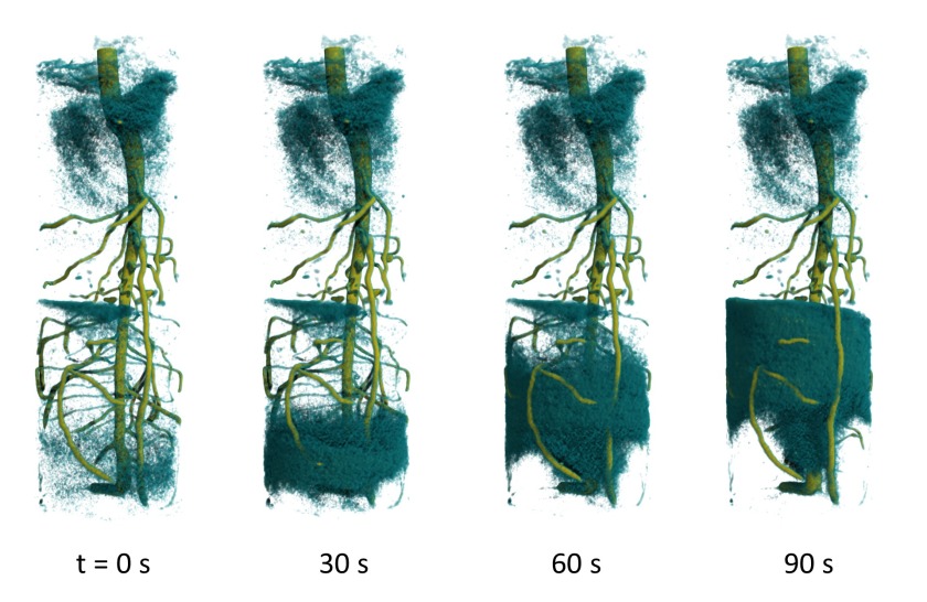 Time-resolved 3D neutron tomography shows the rise of deuterated water in the root system of a lupine plant.