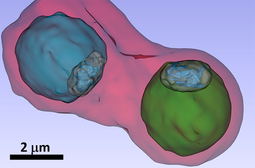 Nach Einf&auml;rbung sind die Plasmodien (Blau und Gr&uuml;n) in der Blutzelle mit vielen Details zu erkennen, unter anderem ist die Vakuole sichtbar.