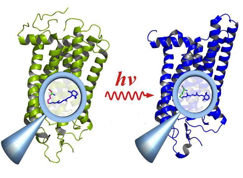 </p> <p>Rhodopsin vor der Aktivierung durch Licht (links) und danach (rechts): Die Anregung f&uuml;hrt im Innern des Molek&uuml;ls zu &Auml;nderungen an funktionalen Gruppen (Lupe), die sich auf das gesamte Molek&uuml;l auswirken.