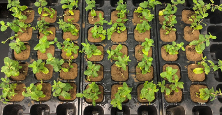 Mint plants have been analysed after having grown on contaminated soil samples.