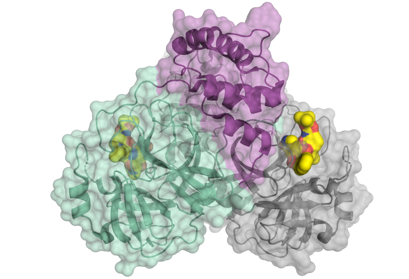 </p> <p>Schematische Darstellung der Coronavirus-Protease. Das Enzym kommt als Dimer bestehend aus zwei identischen Molek&uuml;len vor. Ein Teil des Dimers ist in Farbe dargestellt (gr&uuml;n und violett), der andere in grau. Das kleine Molek&uuml;l in gelb bindet an das aktive Zentrum der Protease und k&ouml;nnte als Blaupause f&uuml;r einen Hemmstoff dienen.