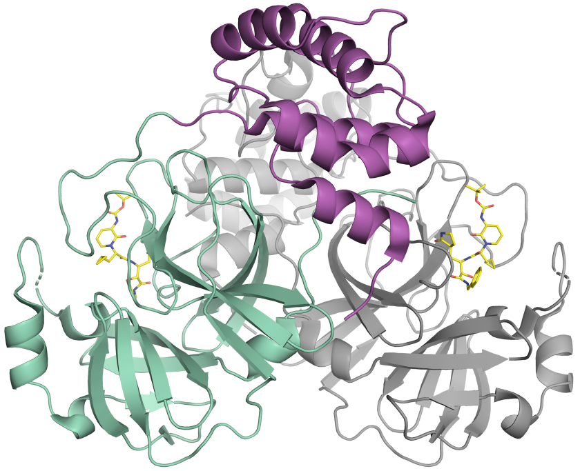 Schematische Darstellung der Coronavirus-Protease. Das Enzym kommt als Dimer bestehend aus zwei identischen Molek&uuml;len vor. Ein Teil des Dimers ist in Farbe dargestellt (gr&uuml;n und violett), der andere in grau. Das kleine Molek&uuml;l in gelb bindet an das aktive Zentrum der Protease und k&ouml;nnte als Blaupause f&uuml;r einen Hemmstoff dienen.