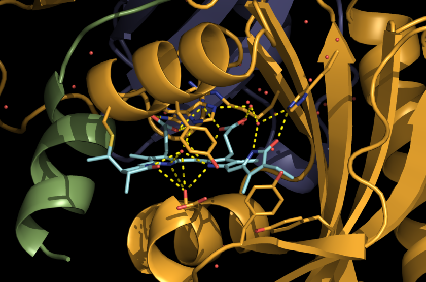 Innerhalb der 3D-Struktur eines Phytochrom-Molek&uuml;ls zeigt sich ein Bilin-Pigment, das das Photon aufnimmt und sich dadurch verdreht, was ein Signal ausl&ouml;st.