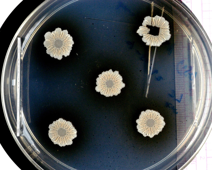Wenn sich Bakterien zu Gemeinschaften zusammenschlie&szlig;en, k&ouml;nnen sie komplexe Strukturen bilden. Das Foto zeigt Biofilme&nbsp; aus dem Wildtyp Bacillus subtilis.