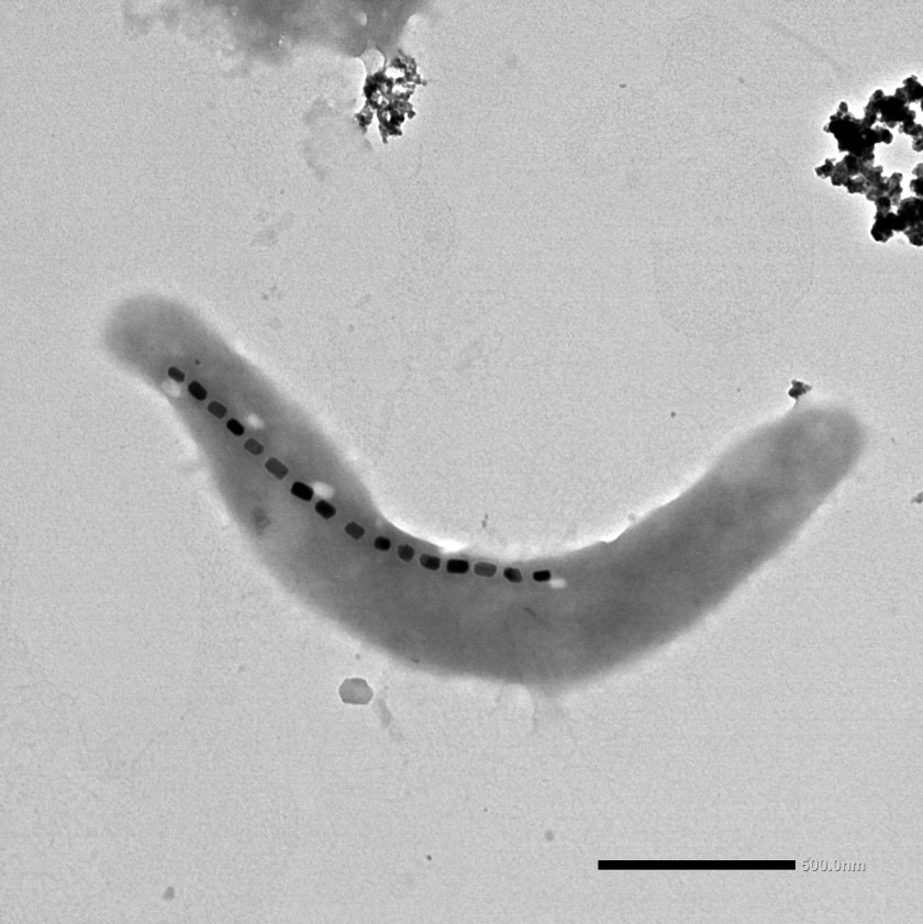 TEM image of a M. blakemorei MV-1 bacterium with several magnetic nanoparticles forming a chain-linke structure. The scale bar is 500 nanometers.&nbsp;