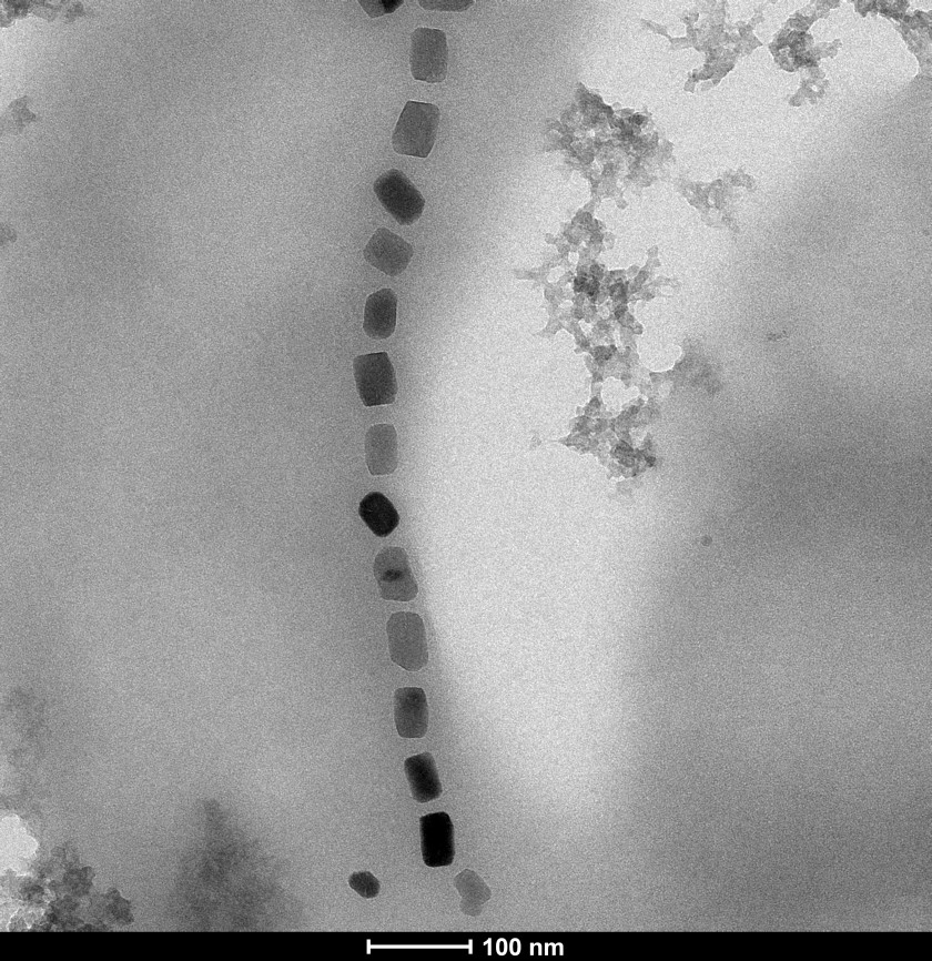 The nanoparticles have a specific geometric form, shown by the TEM image. The scale bar is 100 nanometers.&nbsp;