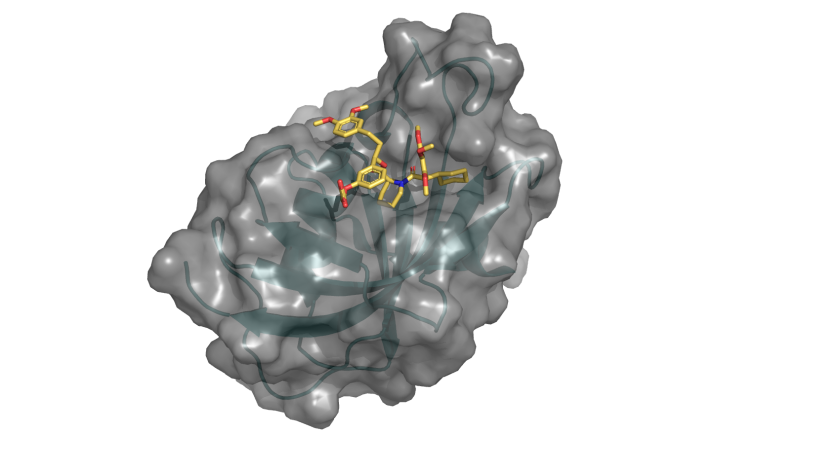 Die 4000. Proteinstruktur aus dem HZB BESSY, die in der PDB ver&ouml;ffentlicht wurde, zeigt die G64S-Variante von FKBP51 im Komplex mit dem hochselektiven Liganden SAFit (eingezeichnete Struktur).