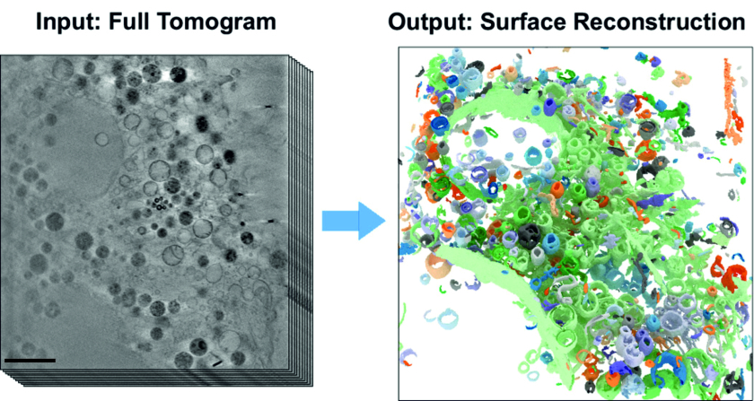 The images show part of a frozen mammalian cell. On the left is a section of the 3D X-ray tomogram (scale: 2 &mu;m). The right image shows the reconstructed cell volume after applying the new AI-supported algorithm.