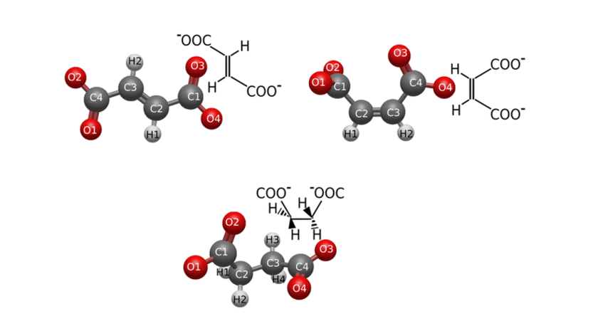 Molekulargeometrische Strukturen der trans- und cis-Isomere Fumarat und Maleat (oben, von links nach rechts) zusammen mit ihrem hydrierten Molek&uuml;l, den Succinat-Dianionen (unten).