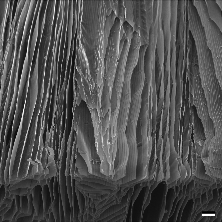 The image taken with a scanning electron microscope shows a complex material system consisting of chitosan and nanocellulose. The chitosan scaffold was freeze casted with a cooling rate of 10 &deg; C/min. &nbsp;The scale is 100 &mu;m. The aligned pores and ridges on the cell wall serve as a structure for repairing peripheral nerves, attracting axons or enabling other biomedical applications.