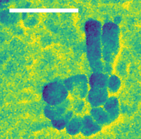 Infrarotabbildung des Nucleolus im Zellkern einer Fibroblastenzelle. Der Skalenstrich entspricht 500 Nanometern.