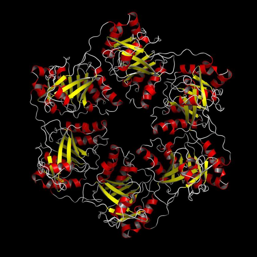 Dies war die erste Proteinstruktur (1NLF), die an den Strahl- <br />rohren bei BESSY II aufgekl&auml;rt und in die internationale Daten- <br />bank eingespeist wurde.