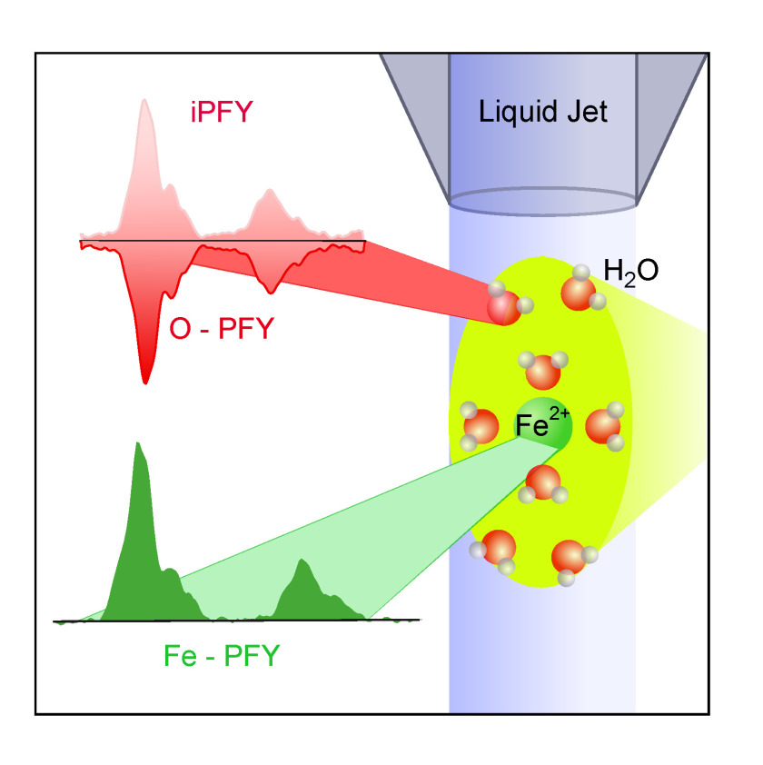 Metal ions in solution can be examined using soft X-ray<br />radiation. In addition to metal ions, the free fluid stream<br />in the vacuum also contains oxygen, which, following X-ray<br />irradiation, begins to glow, ultimately affecting metal ion<br /> absorption. Researchers can now calculate the metal ions<br /> absorptive strength and make inferences regarding the<br />ions' electronic structures.<br />
Fig: HZB
