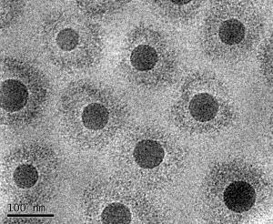 Die verwendeten Modell-Kolloide: etwa 150 Nanometer kleine Partikel in Wasser. Der feste Kern besteht aus dem Kunststoff Polystyrol, die umgebende Schale aus einem thermosensitiven Netzwerk aus Poly(N-isopropyl-acrylamid). Durch Senken der Temperatur l&auml;sst sich das Volumen der einzelnen Partikel &ndash; und damit auch deren Packungsdichte &ndash;erh&ouml;hen. Foto: HZB/M. Siebenb&uuml;rger