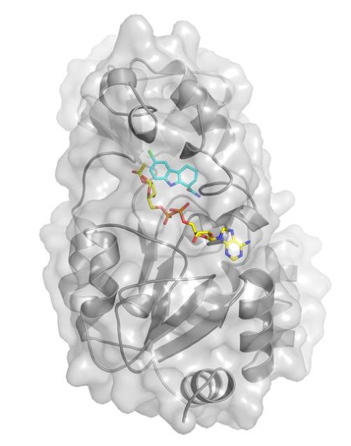 Der Inhibitor Ex-527 bindet einerseits an das Enzym Sirt 3 (hellgraue Oberfl&auml;che), andererseits an acetylierte ADP-Ribose; diese Substanz ist ein Produkt der von Sirt 3 zun&auml;chst ausgel&ouml;sten Deacetylierung. Damit ist das Aktivzentrum des Sirtuins blockiert, so dass weitere Deacetylierungsprozesse gestoppt sind. So hat sich das Sirtuin gleich beim ersten Mal eine Falle gestellt, in der es gefangen bleibt.