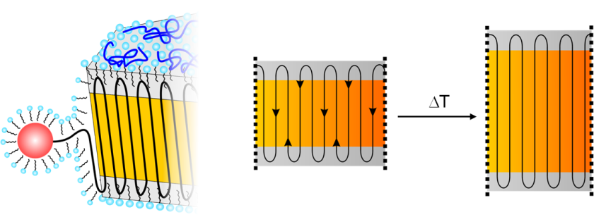 Ein wasserl&ouml;slicher Ni(II)-Katalysator erlaubt die Polymerisation von Ethylen in w&auml;ssriger L&ouml;sung. Die Grafik zeigt, wie die neu entstehenden Teile der PE-Kette in den wachsenden Kristall eingebaut werden. Die amorphen Bereiche wirken in dem idealen Nanokristall wie Umlenkrollen, die die Richtung der Ketten im Kristall um 180 Grad &auml;ndern.