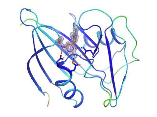 Kristallstruktur eines menschlichen MTH1-Proteins in Verbindung mir einem Schl&uuml;sselinhibitor. Bildquelle:Stockholm University, Prof. Pal Stenmark.