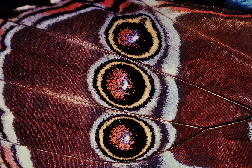 Ob eine Oberfl&auml;che (hier ein Schmetterlingsfl&uuml;gel) bunt schillert oder ebenm&auml;&szlig;ig wei&szlig; wirkt, h&auml;ngt auch von ihrer Nanostrukturierung ab. 