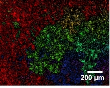 Ausschnitt aus der am Computer errechneten Qualit&auml;tslandkarte der Elektrode. Rot sind die gut vernetzten Bereiche dargestellt. <a href="http://www.sciencedirect.com/science/article/pii/S2211285515002815" class="Extern">doi:10.1016/j.nanoen.2015.06.027</a>