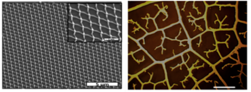 SEM &ndash; Abbildung eines metallischen Nano Netzwerks in (links) periodischer  Aufbau und  eine optische Abbildung einer fraktalen Struktur (rechts). 