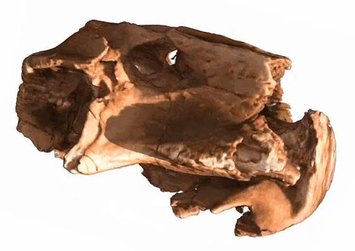 Fossils like this 250 million year old skull of a lystrosaurus can be examined very carefully by neutron tomography. 