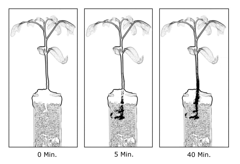 Die drei Neutronenradiogramme zeigen aufsteigendes Wasser in einer Tomatenpflanze. Die Radiogramme entstehen auf &auml;hnliche Weise wie R&ouml;ntgenaufnahmen, wobei Neutronen im Gegensatz zu R&ouml;ntgenstrahlen auch Wasserstoff deutlich zeigen. Der Wasserbeh&auml;lter, in dem sich die Wurzel der Pflanze befindet, ist aus technischen Gr&uuml;nden nach oben hin abgedichtet worden.