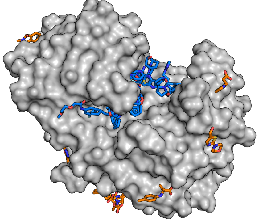 F&uuml;r die Studie wurde u.a. das Enzym Endothiapepsin (grau) mit Molek&uuml;lenaus der Fragmentibliothek in Kontakt gebracht. Die Analysen zeigen nun,dass zahlreiche Substanzen (blaue und orange Molek&uuml;le) an das Enzym&nbsp;andocken.Jede gefundene Substanz ist einpotentieller Startpunkt f&uuml;r die Entwicklung gr&ouml;&szlig;erer Molek&uuml;le.