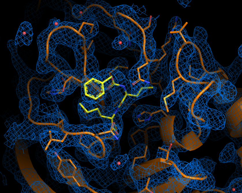 Elektronendichtekarte des antiviral aktivsten Wirkstoffs Calpeptin (gelb), der an die Hauptprotease bindet.