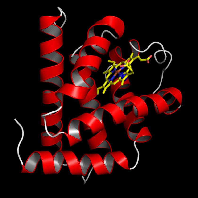 Die erste mittels R&ouml;ntgenkristallografie aufgekl&auml;rte Struktur <br />geh&ouml;rte zum Protein Myoglobin, welches ein Bestandteil von <br />Muskelzellen ist.