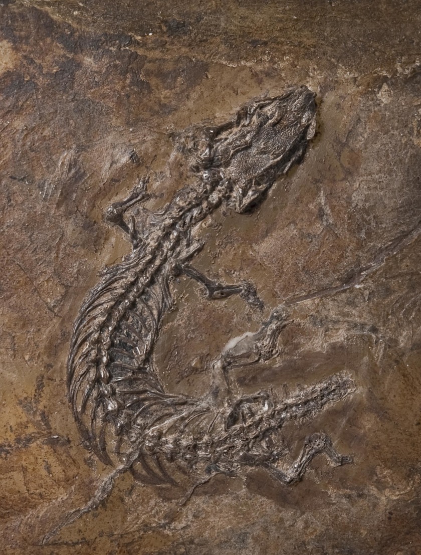 Das bisher einzige bekannte Skelett der Messel-Eidechse<br />Cryptolacerta. Das Fossil ist nur wenige Zentimeter groß<br />und bis auf den Schwanz nahezu vollständig erhalten.<br />Vorder- und Hinterbeine besaßen nur sehr kleine Füße,<br />ein erster Schritt in der Reduktion der Gliedmaßen.<br />© MfN