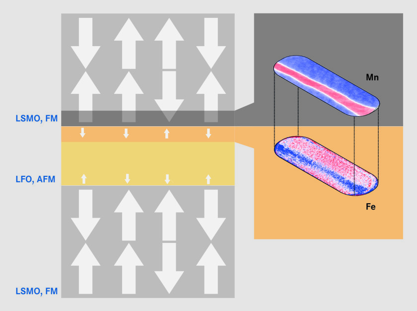 The insulating LFO-layer in its normal state is antiferromagnetically ordered (AFM) and has no ferromagnetic domains. Due to the proximity to the ferromagnetic LSMO, ferromagnetic domains develop (white arrows) at the interface, pointing into the opposite direction of the LSMO-layer.</p>
<p>