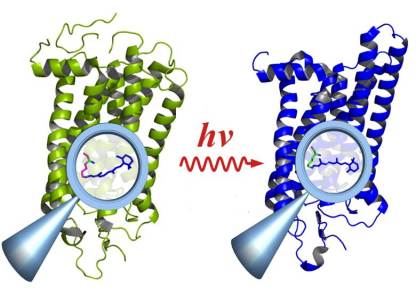  Rhodopsin vor der Aktivierung durch Licht (links) und danach (rechts): Die Anregung führt im Innern des Moleküls zu Änderungen an funktionalen Gruppen (Lupe), die sich auf das gesamte Molekül auswirken.