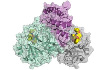  Schematische Darstellung der Coronavirus-Protease. Das Enzym kommt als Dimer bestehend aus zwei identischen Molekülen vor. Ein Teil des Dimers ist in Farbe dargestellt (grün und violett), der andere in grau. Das kleine Molekül in gelb bindet an das aktive Zentrum der Protease und könnte als Blaupause für einen Hemmstoff dienen.