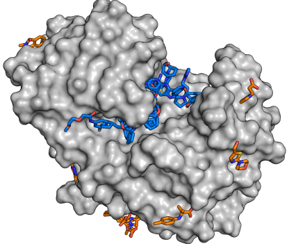 For the study, the enzyme endothiapepsin (grey) was combined with molecules from the fragment library. The analysis shows that numerous substances are able to dock to the enzyme (blue and orange molecules). Every substance found is a potential starting point for the development of larger molecules.