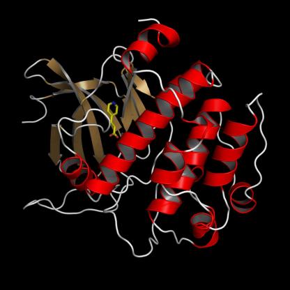 Das ist die 500ste Proteinstruktur, die am BESSY II ent- schlüsselt wurde. Das Molekül, das im aktiven Zentrum des Proteins zu sehen ist, ist die Vorstufe eines Hemmstoffs für Pim-1. Die Struktur klärten Wissenschaftler von Bayer Healthcare Pharmaceuticals in Berlin auf.