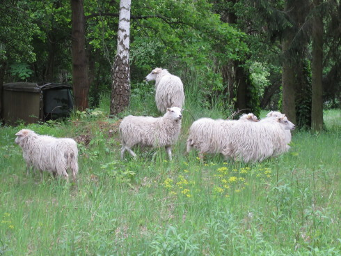 Schafe beweiden den Lise-Meitner-Campus in Wannsee