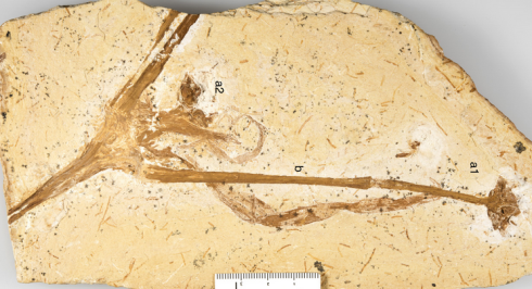 Oldest completely preserved lily discovered