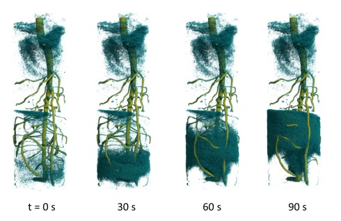<p>Die zeitaufgel&ouml;ste 3D-Neutronentomographie zeigt den Aufstieg von deuteriertem Wasser im Wurzelsystem einer Lupinenpflanze.</p>