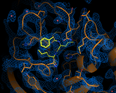 <p>Electron density map of the most antiviral active ingredient calpeptin (yellow) binding at the main protease.</p>