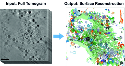 Quantitative analysis of cell organelles with artificial intelligence