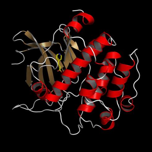 Von 1 auf 500… - 500ste Protein-Struktur an BESSY II entschlüsselt