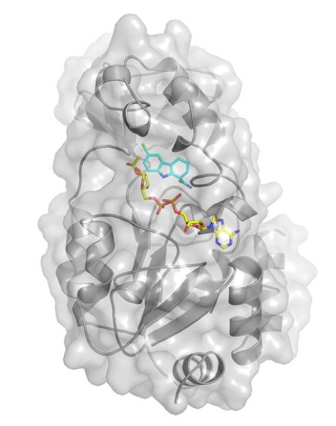 <p>Der Inhibitor Ex-527 bindet einerseits an das Enzym Sirt 3 (hellgraue Oberfl&auml;che), andererseits an acetylierte ADP-Ribose; diese Substanz ist ein Produkt der von Sirt 3 zun&auml;chst ausgel&ouml;sten Deacetylierung. Damit ist das Aktivzentrum des Sirtuins blockiert, so dass weitere Deacetylierungsprozesse gestoppt sind. So hat sich das Sirtuin gleich beim ersten Mal eine Falle gestellt, in der es gefangen bleibt.</p>