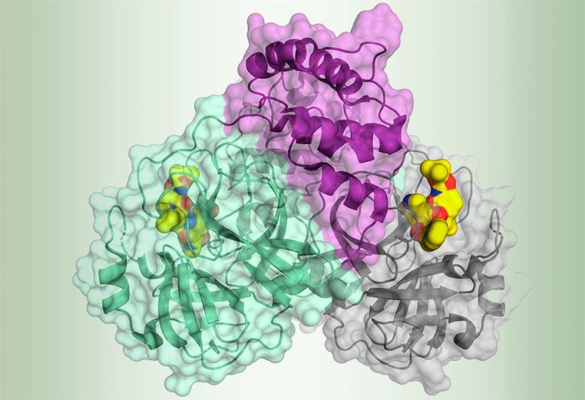 Schematische Darstellung der Coronavirus-Protease